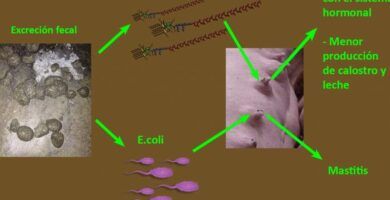 sintomas y tratamiento del estrenimiento en conejos