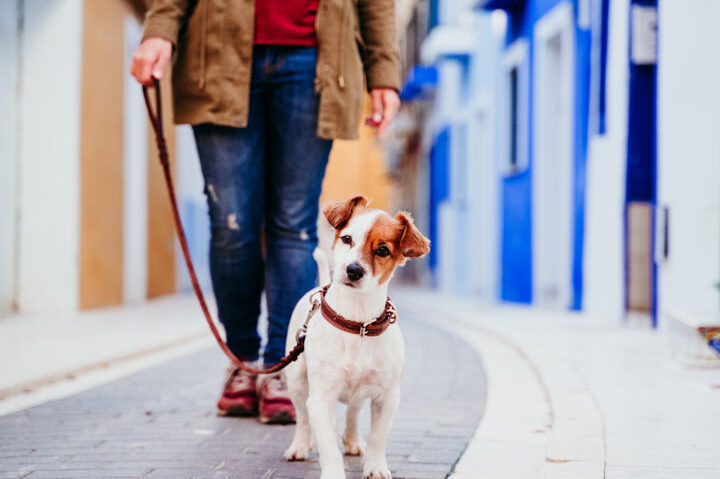 soluciones para perros que se resisten a caminar en la calle