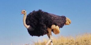 tener un avestruz como mascota