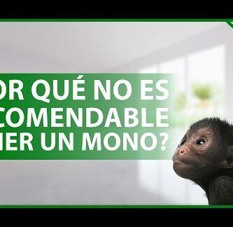 tener un mono como mascota es posible