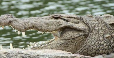 tiempo y entorno de incubacion del cocodrilo