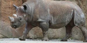 tipos caracteristicas y habitat de los rinocerontes