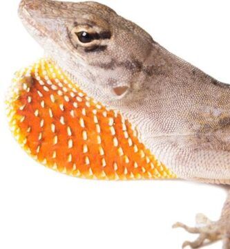 tipos de lagartijas venenosas conoce sus caracteristicas