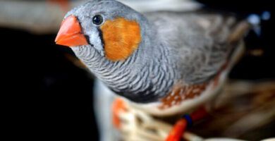 tipos de pajaros domesticos nombres y fotos