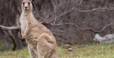 variedades de canguros