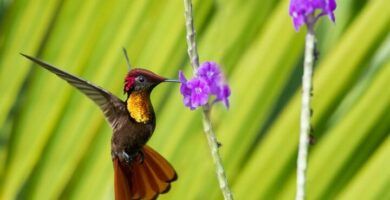 variedades de colibries