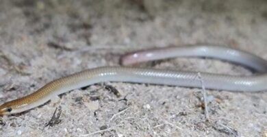 variedades de geckos descubre las diferentes especies