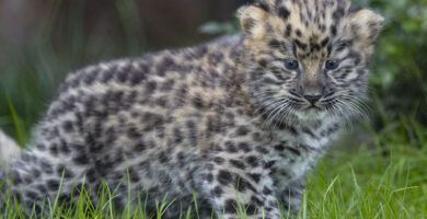 variedades de leopardos