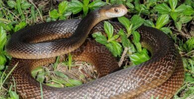 variedades de serpientes taipan