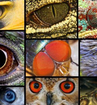 adaptaciones visuales de los reptiles