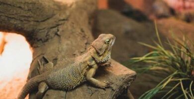 problemas respiratorios en reptiles
