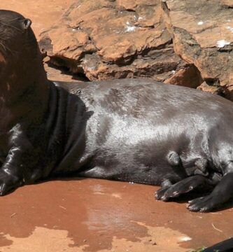 reptiles acuaticos en migracion