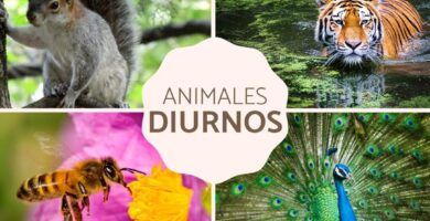 reptiles nocturnos y diurnos ejemplos