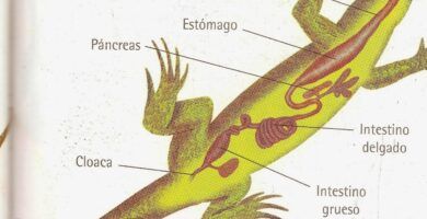 sistema digestivo de los reptiles